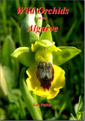 Wild Orchids in the Algarve