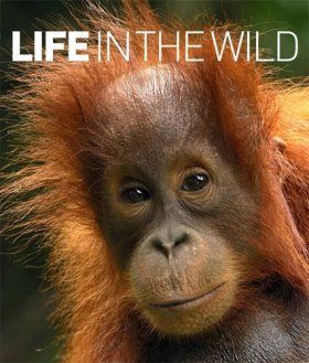 Life in the Wild