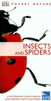 Insects and Spiders