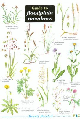 Guide to Floodplain Meadows