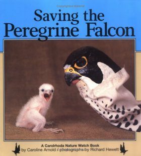 Saving the Peregrine Falcon