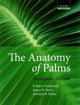 The Anatomy of Palms