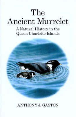 The Ancient Murrelet