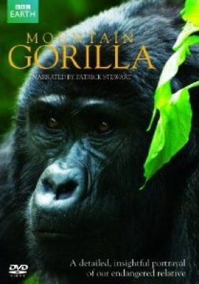 Mountain Gorilla (Region 2)