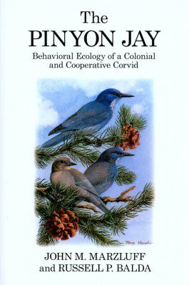 The Pinyon Jay