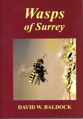 Wasps of Surrey