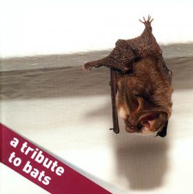 A Tribute to Bats
