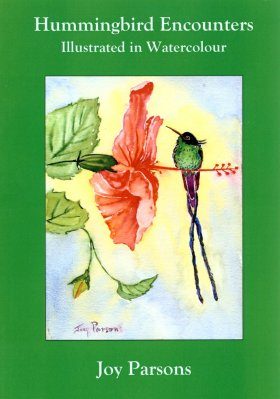 Hummingbird Encounters