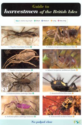 Guide to Harvestmen of the British Isles