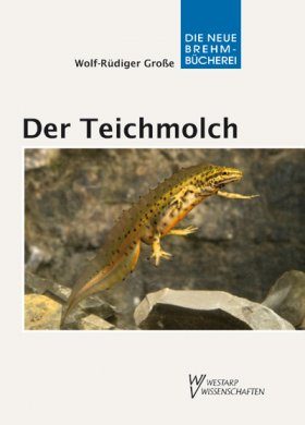 Der Teichmolch (Smooth Newt)
