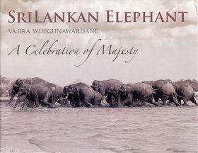Sri Lankan Elephant