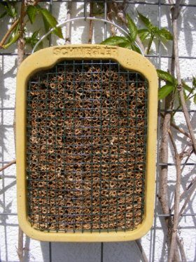 Schwegler Insect Nesting Aid, Reed