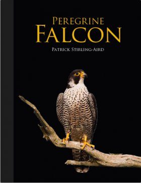 Peregrine Falcon