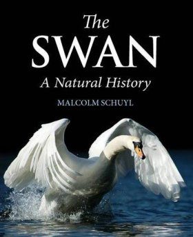The Swan