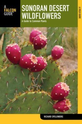 Sonoran Desert Wildflowers