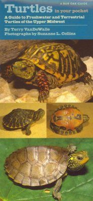 Turtles in Your Pocket