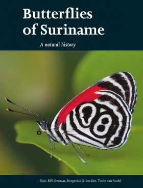 Butterflies of Suriname
