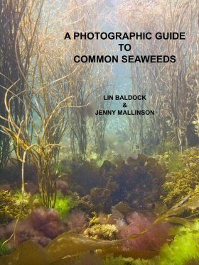 A Photographic Guide to Common Seaweeds