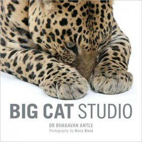 Big Cat Studio