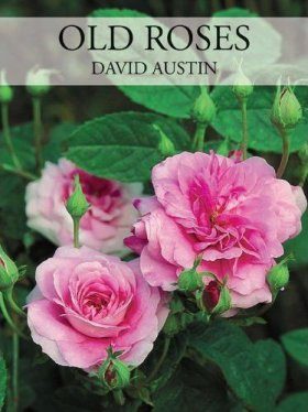 Old Roses