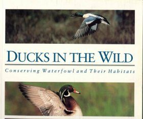 Ducks in the Wild