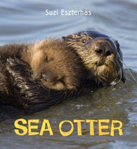 Sea Otter