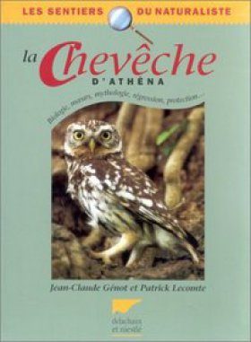 La Chevêche d’Athéna
