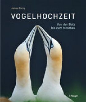 Vogelhochzeit: Von der Balz bis zum Nestbau