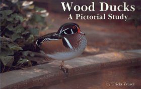 Wood Ducks