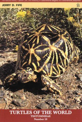 Star Tortoises