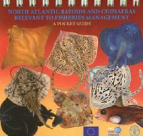North Atlantic Batoids and Chimaeras Relevant to Fisheries Management
