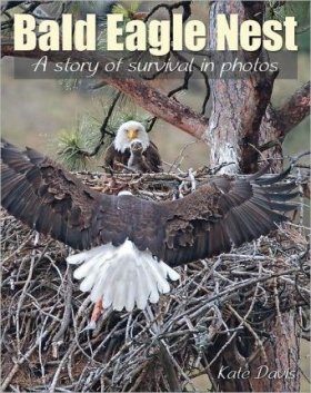 Bald Eagle Nest