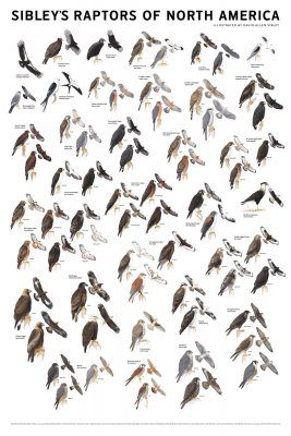 Sibley's Raptors of North America