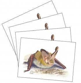 Set of Four Greetings Cards (4 x Bats)