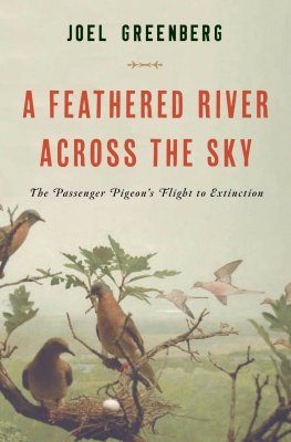 A Feathered River Across the Sky