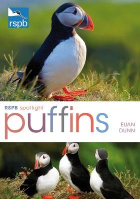 RSPB Spotlight: Puffins