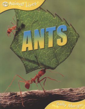 Ants
