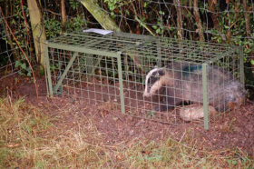 Badger Trap