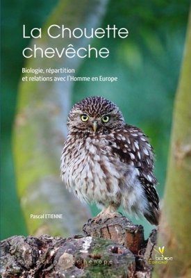 La Chouette Chevêche