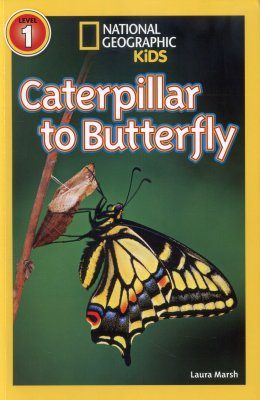 Caterpillar to Butterfly