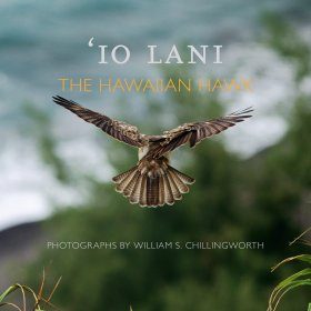‘Io Lani: The Hawaiian Hawk