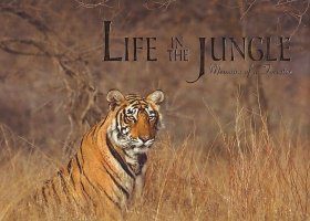 Life in the Jungle