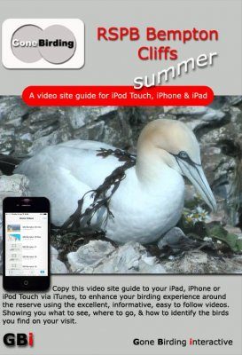 RSPB Bempton Cliffs Summer