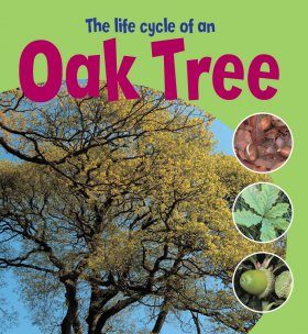 The Life Cycle of an Oak Tree
