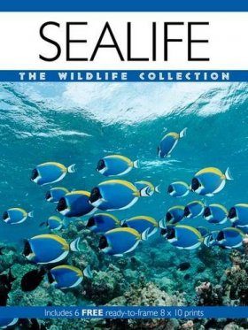 Sealife