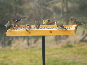 Pole Mounted Bird Table