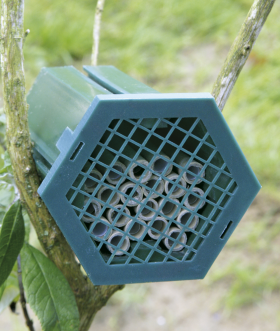 Red Mason Bee Nest Box