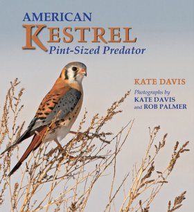 American Kestrel