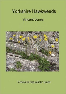 Yorkshire Hawkweeds