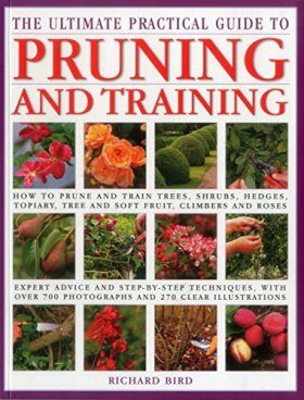 The Ultimate Practical Guide to Pruning and Training